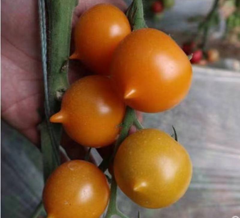 包邮，【改良番茄】黄春桃番茄苗，苗厂直发，口感佳。