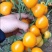 包邮，【改良番茄】黄春桃番茄苗，苗厂直发，口感佳。