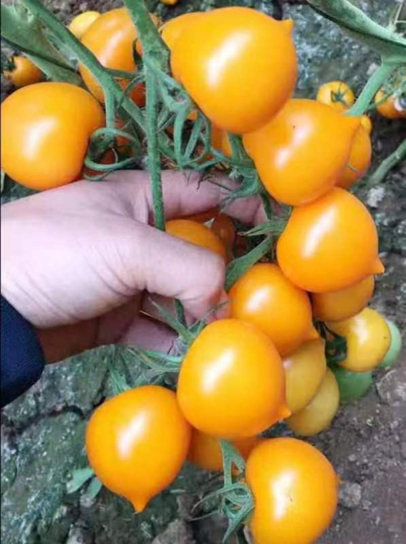 包邮，【改良番茄】黄春桃番茄苗，苗厂直发，口感佳。