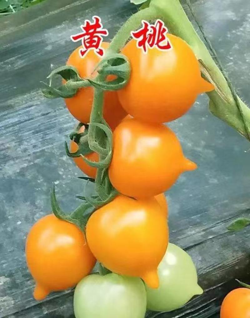包邮，【改良番茄】黄春桃番茄苗，苗厂直发，口感佳。