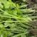 安徽砀山皇后芹菜苗西芹，产地一手货源，质量保证，欢迎进店