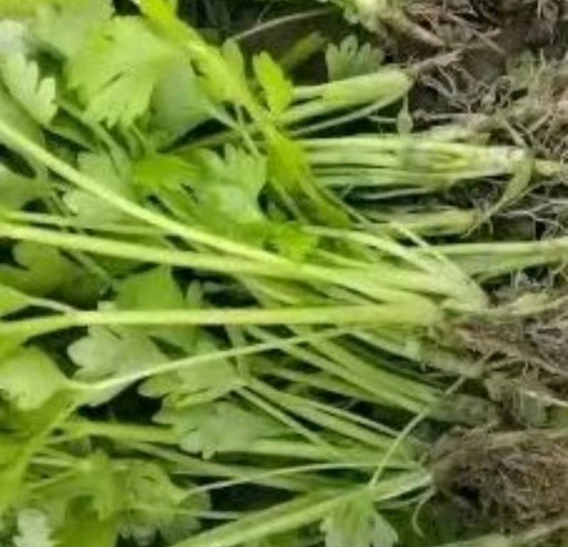 安徽砀山皇后芹菜苗西芹，产地一手货源，质量保证，欢迎进店