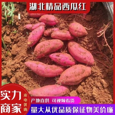 【精品】湖北西瓜红基地直供可视频看货物美价廉欢迎采购