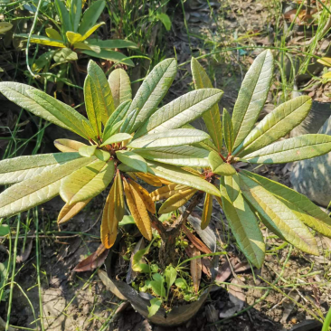 高山杜鹃马缨花矮化小苗带土包邮随机发货