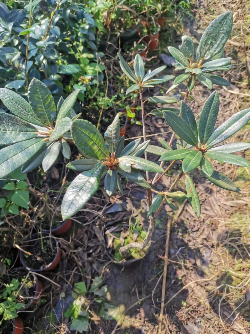 高山杜鹃马缨花矮化小苗带土包邮随机发货