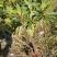 高山杜鹃马缨花矮化小苗带土包邮随机发货