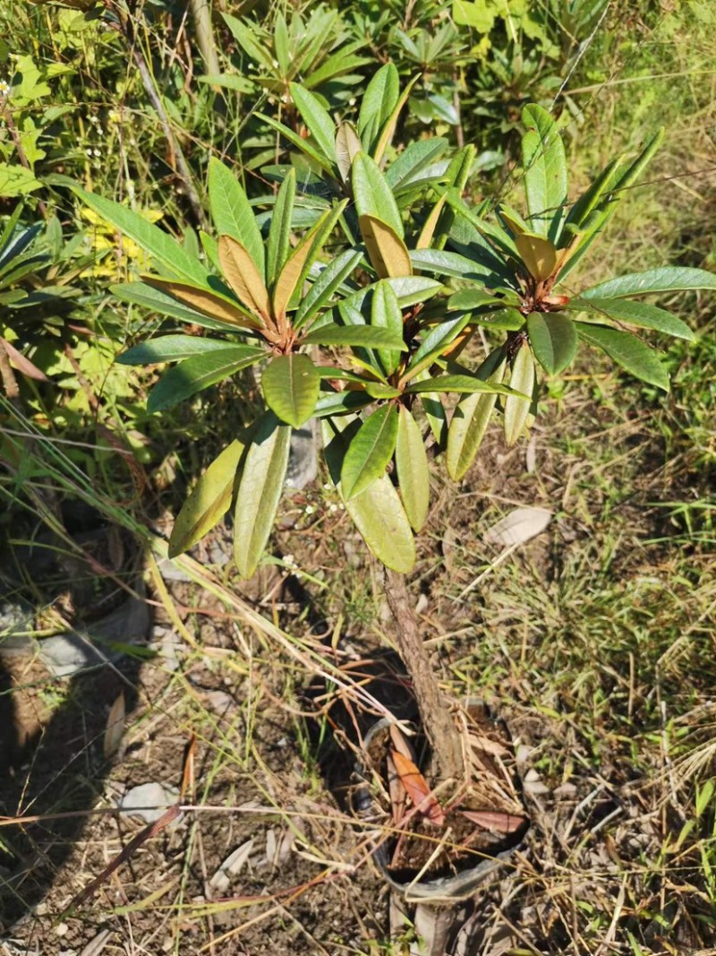 高山杜鹃马缨花矮化小苗带土包邮随机发货