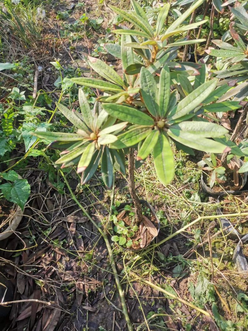 高山杜鹃马缨花矮化小苗带土包邮随机发货