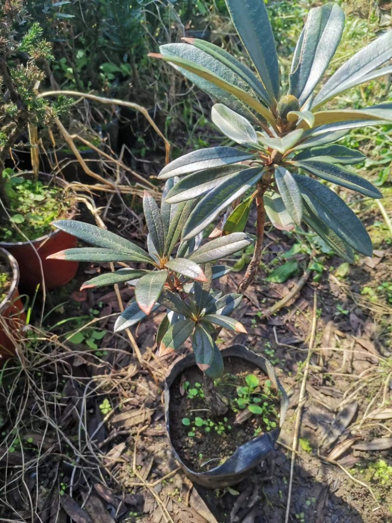 高山杜鹃马缨花矮化小苗带土包邮随机发货