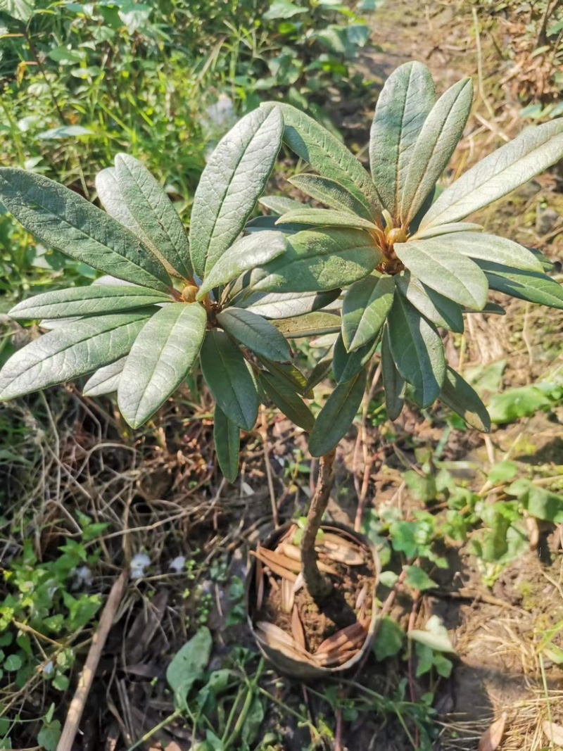 高山杜鹃马缨花矮化小苗带土包邮随机发货