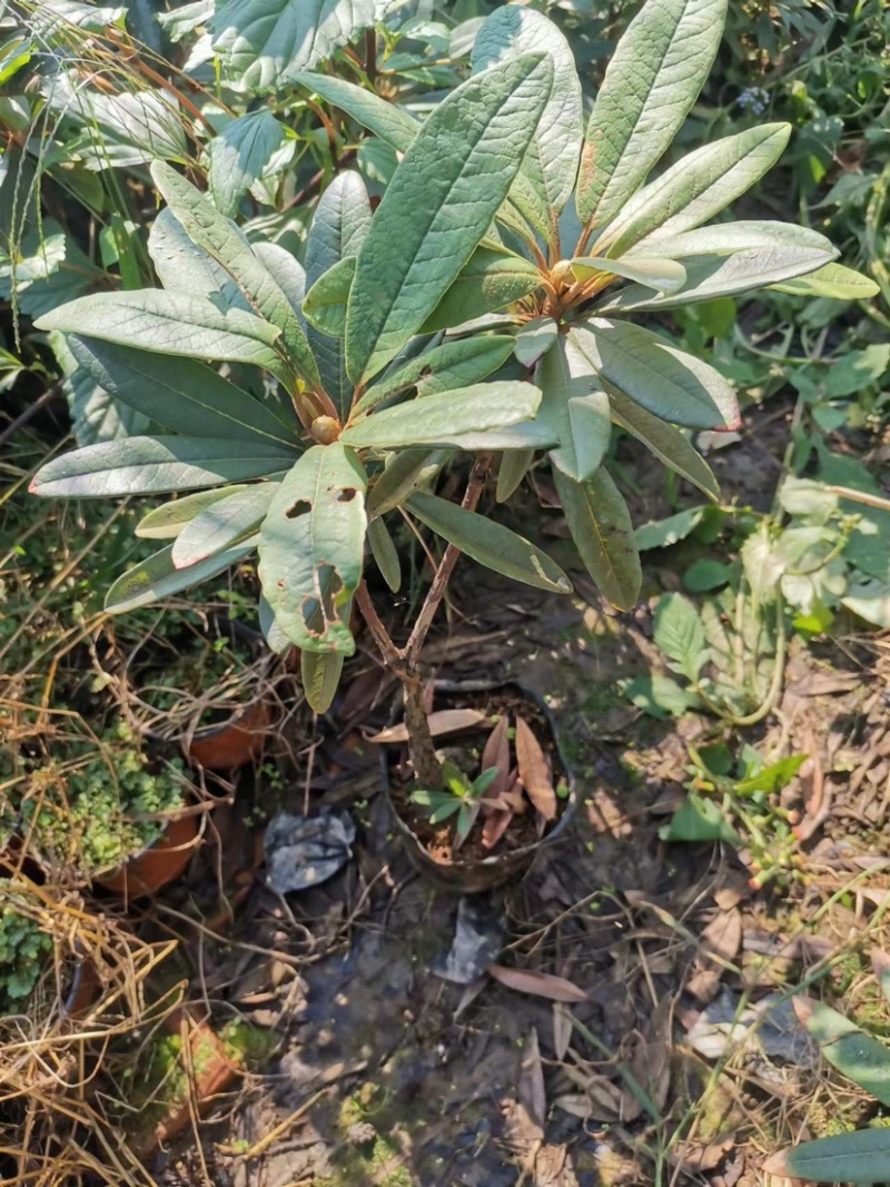 高山杜鹃马缨花矮化小苗带土包邮随机发货