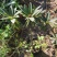 高山杜鹃马缨花矮化小苗带土包邮随机发货
