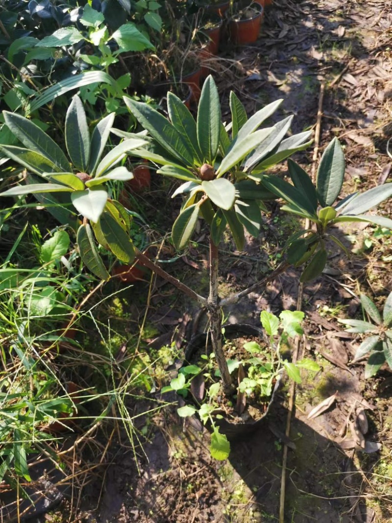 高山杜鹃马缨花矮化小苗带土包邮随机发货