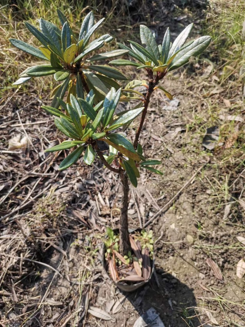 高山杜鹃马缨花矮化小苗带土包邮随机发货
