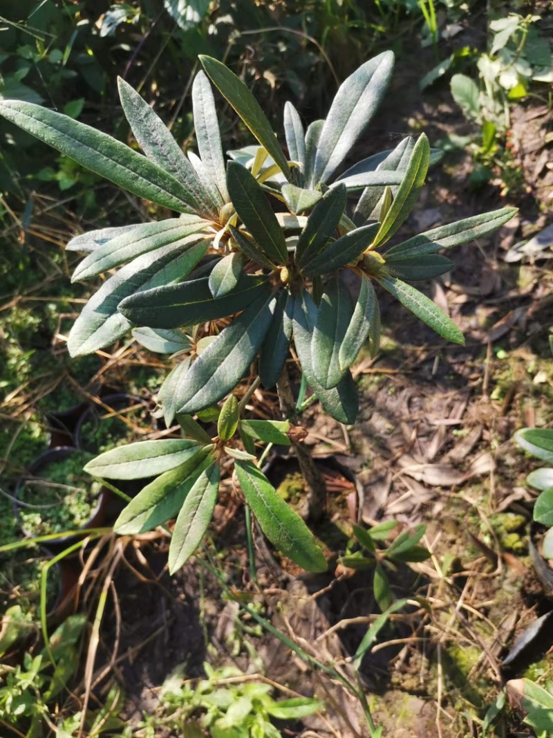 高山杜鹃马缨花矮化小苗带土包邮随机发货