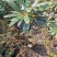 高山杜鹃马缨花矮化小苗带土包邮随机发货