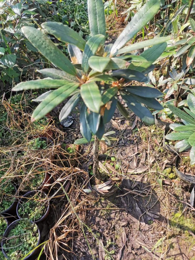 高山杜鹃马缨花矮化小苗带土包邮随机发货
