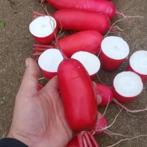【精品】红皮萝卜，产地直供，物美价廉，量大价优，欢迎联系