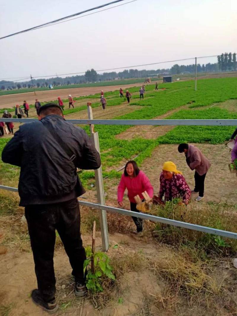 【香菜】大叶香菜产地发货中，量大从优，欢迎客商来选购