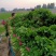 【香菜】大叶香菜产地发货中，量大从优，欢迎客商来选购