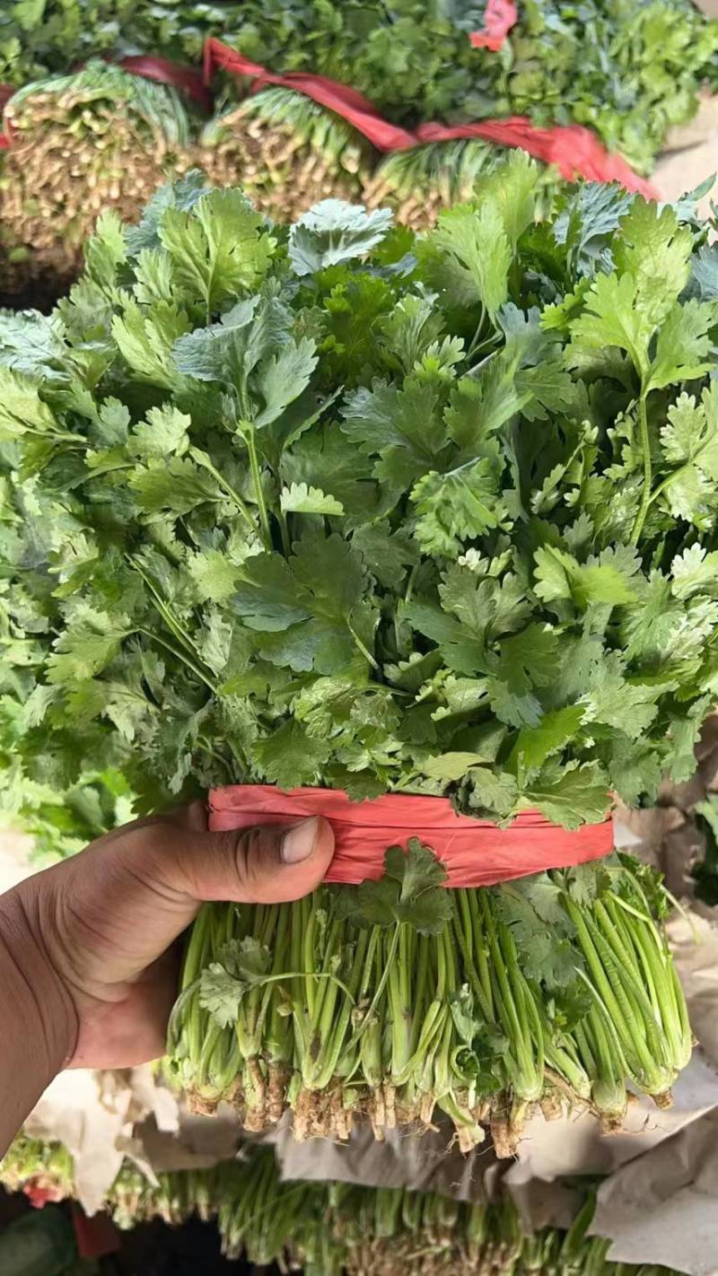 【香菜】大叶香菜产地发货中，量大从优，欢迎客商来选购