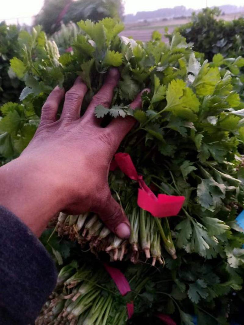 【香菜】大叶香菜产地发货中，量大从优，欢迎客商来选购