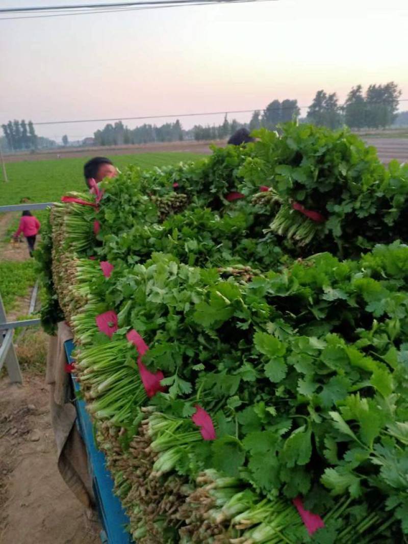【香菜】大叶香菜产地发货中，量大从优，欢迎客商来选购