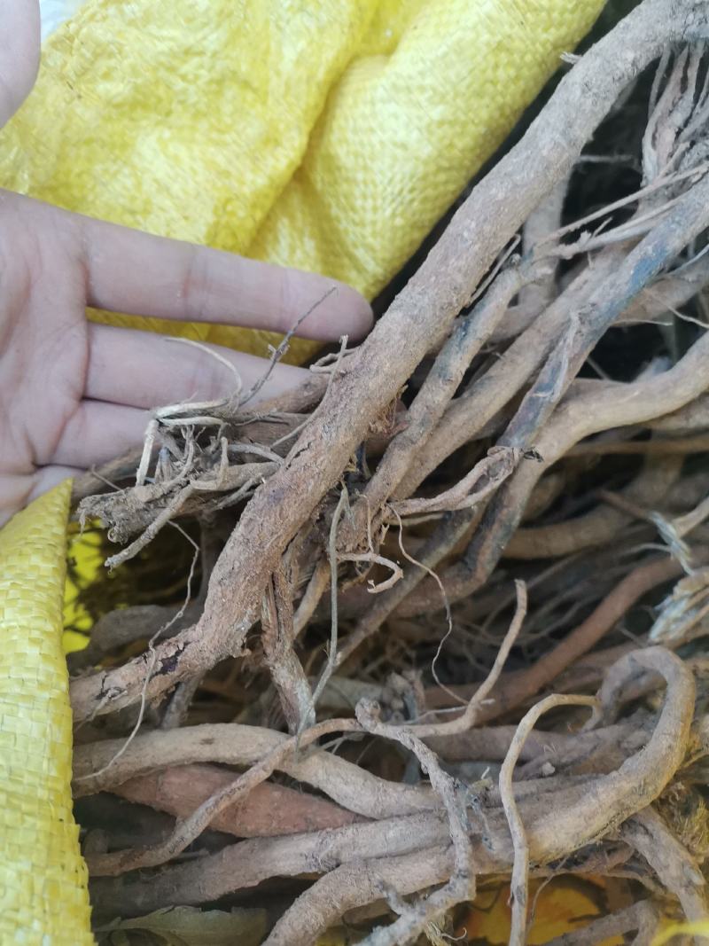 野生小叶千斤拔，红皮白肉