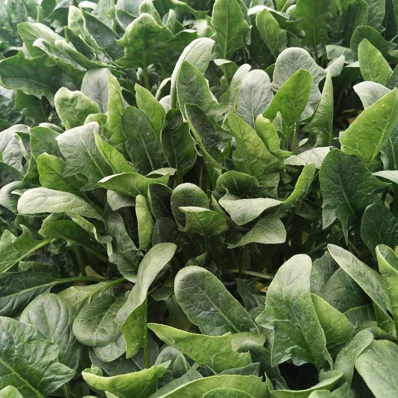 【牛商商家】山东菠菜，大叶菠菜，产地发货，量大从优