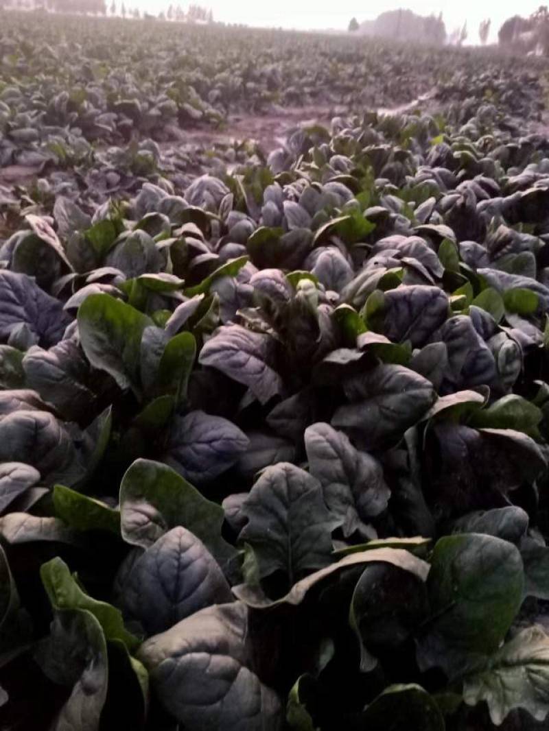 【牛商商家】山东菠菜，大叶菠菜，产地发货，量大从优