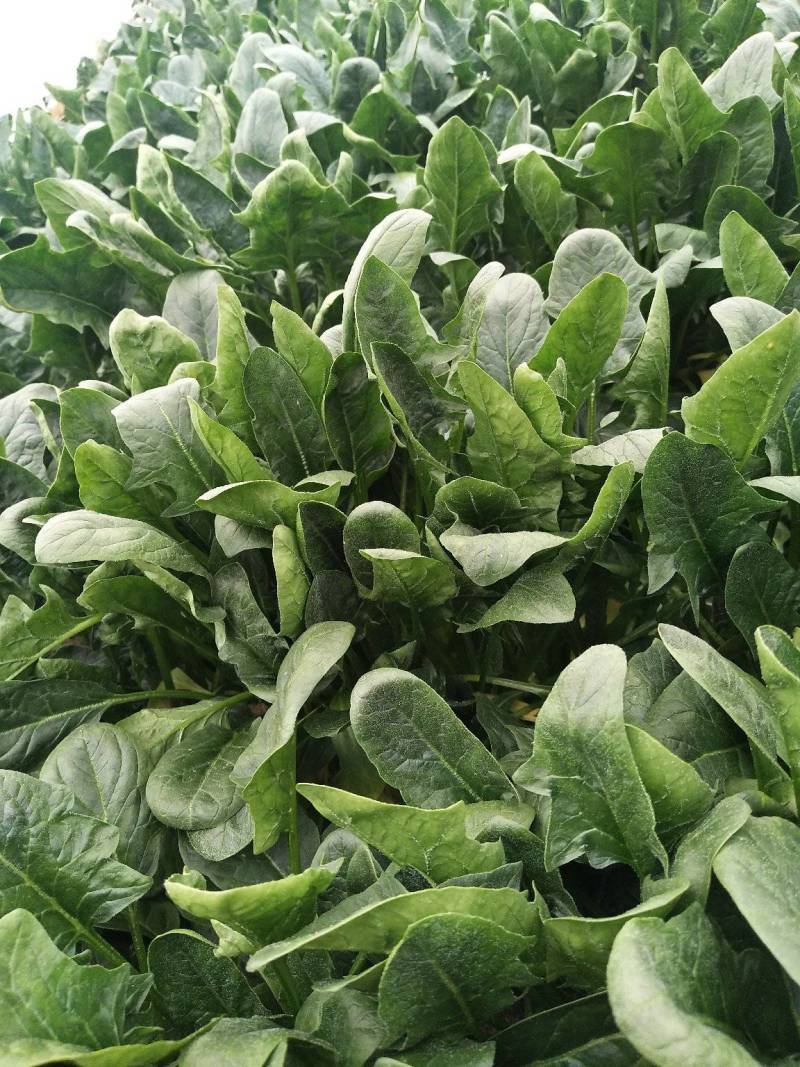 【牛商商家】山东菠菜，大叶菠菜，产地发货，量大从优