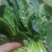 【牛商商家】山东菠菜，大叶菠菜，产地发货，量大从优