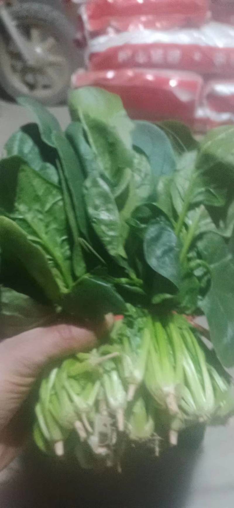 【牛商商家】山东菠菜，大叶菠菜，产地发货，量大从优