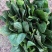 【牛商商家】山东菠菜，大叶菠菜，产地发货，量大从优
