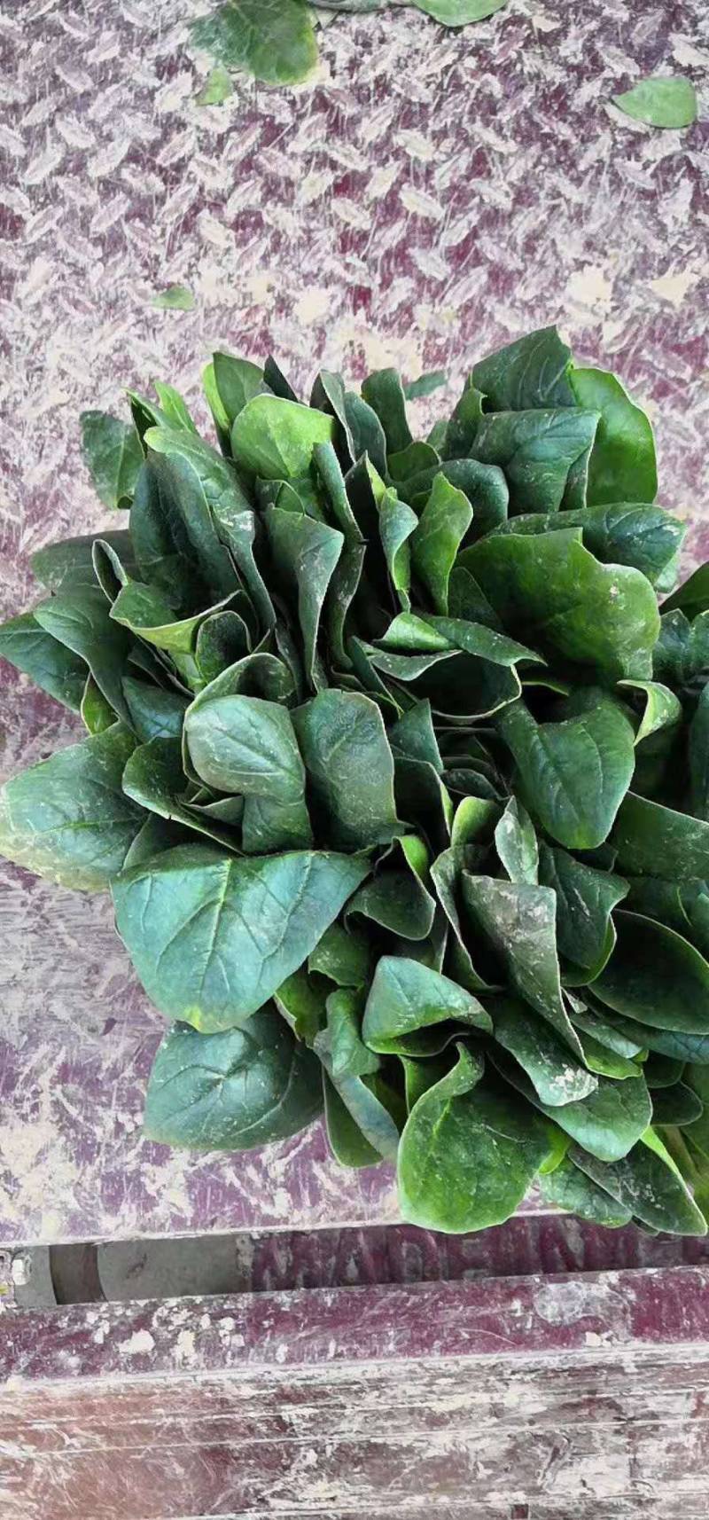 【牛商商家】山东菠菜，大叶菠菜，产地发货，量大从优