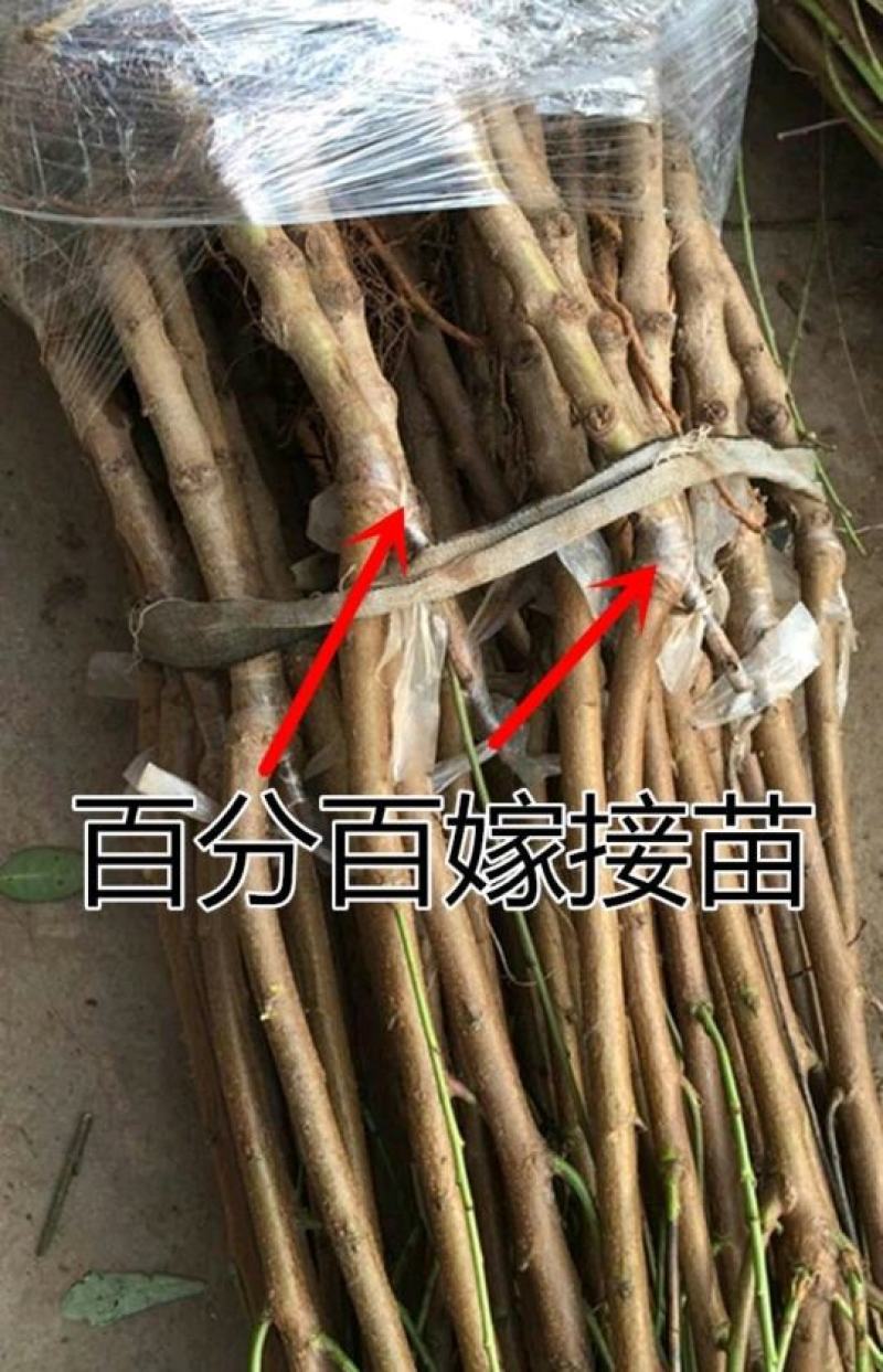 油桃苗桃树苗嫁接红霸王油桃苗血桃苗冬桃苗纽扣油蟠桃树苗