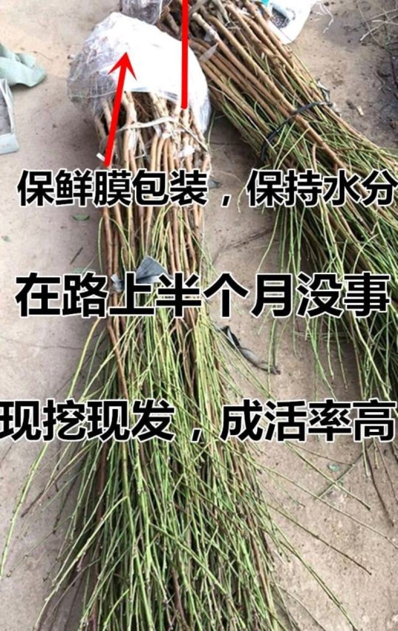 油桃苗桃树苗嫁接红霸王油桃苗血桃苗冬桃苗纽扣油蟠桃树苗