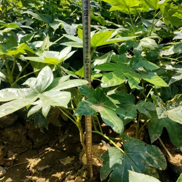 八角金盘杯苗绿化苗木