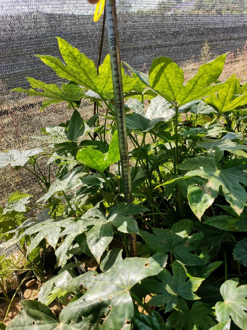 八角金盘杯苗绿化苗木
