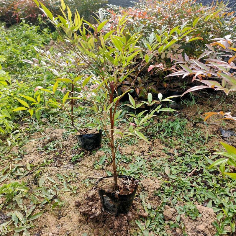 批发绿化工程苗木南天竹杯苗20/30cm