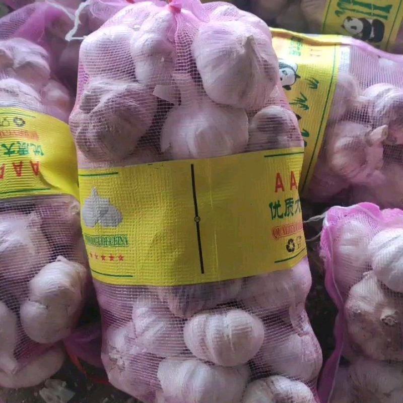 山东大蒜干大蒜紫皮大蒜颗颗饱满产地直供一手货源诚信经营