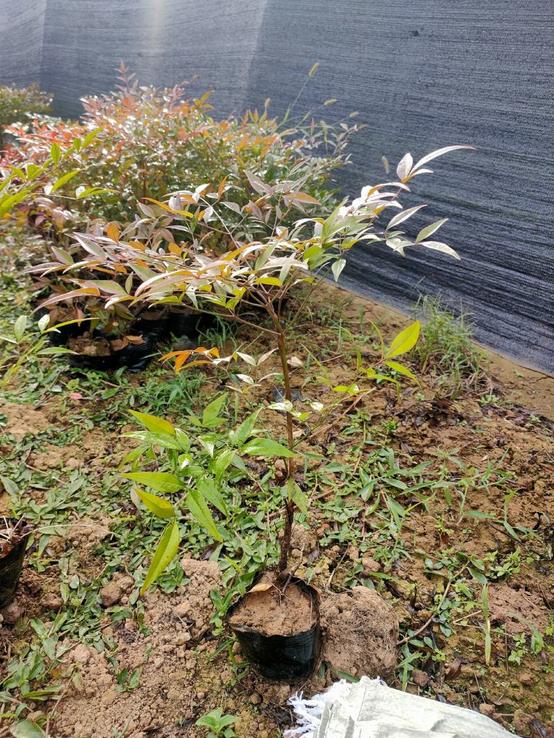 批发绿化工程苗木南天竹杯苗20/30cm