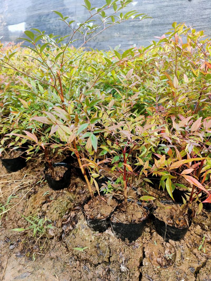 批发绿化工程苗木南天竹杯苗20/30cm
