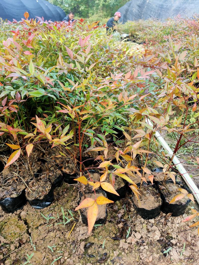 批发绿化工程苗木南天竹杯苗20/30cm