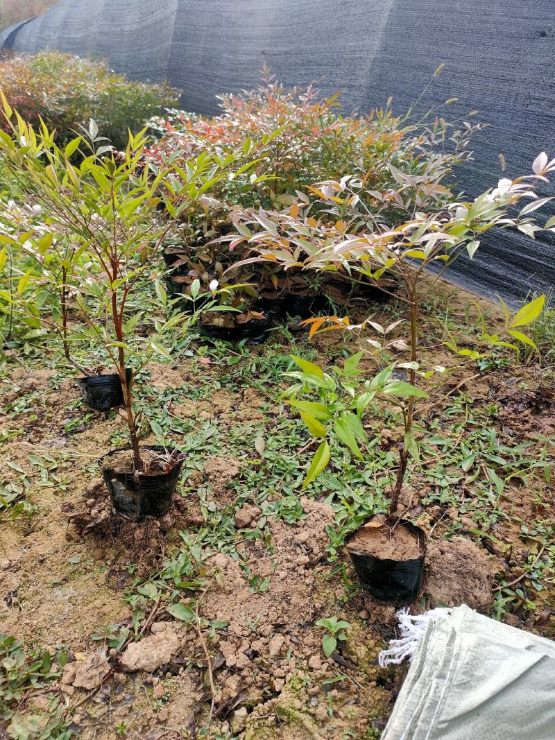批发绿化工程苗木南天竹杯苗20/30cm