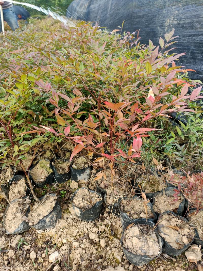 批发绿化工程苗木南天竹杯苗20/30cm