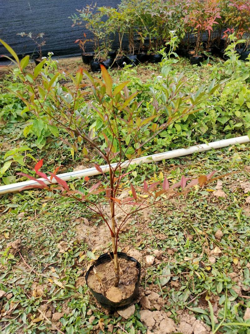 批发绿化工程苗木南天竹杯苗20/30cm