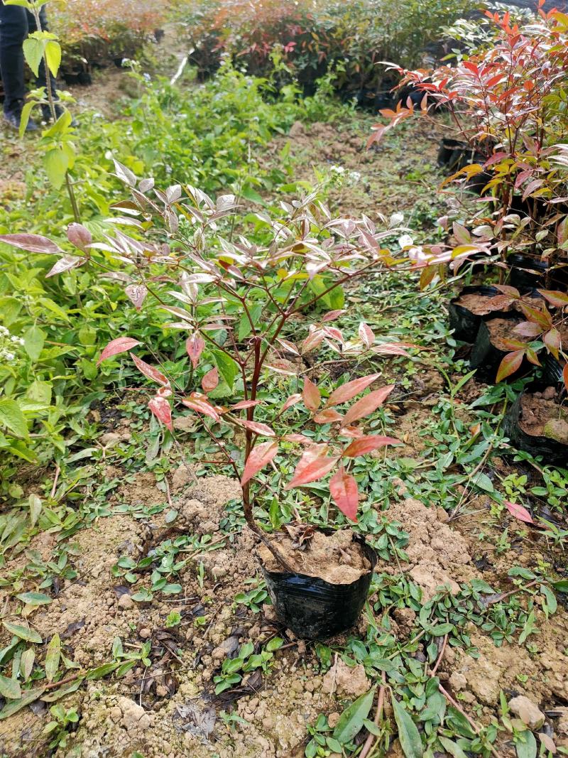 批发绿化工程苗木南天竹杯苗20/30cm