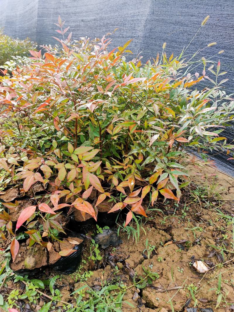批发绿化工程苗木南天竹杯苗20/30cm