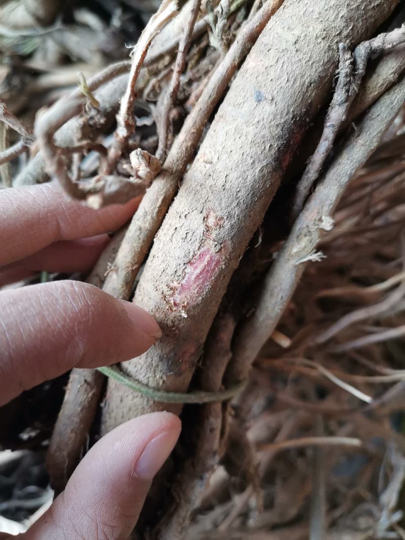 野生小叶千斤拔，红皮白肉